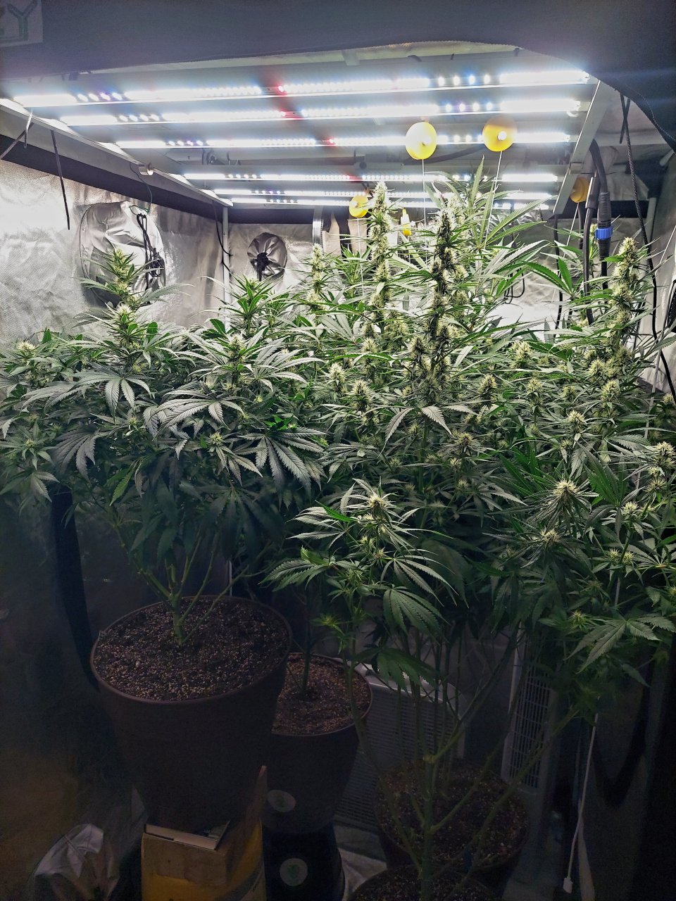 Amnesia-Durban Poison-NYC Diesel-G-13-Grow Journal-Summer Grow 2023