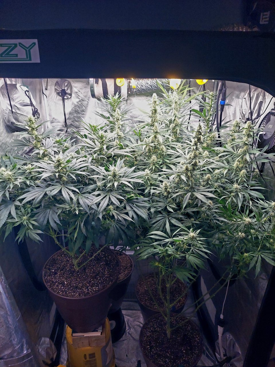 Amnesia-Durban Poison-NYC Diesel-G-13-Grow Journal-Summer Grow 2023