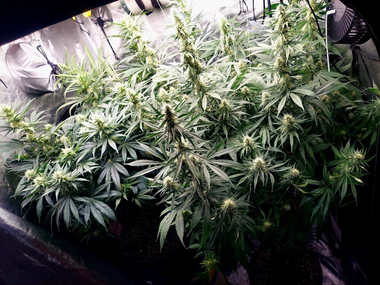 Amnesia-Durban Poison-NYC Diesel-G-13-Grow Journal-Summer Grow 2023