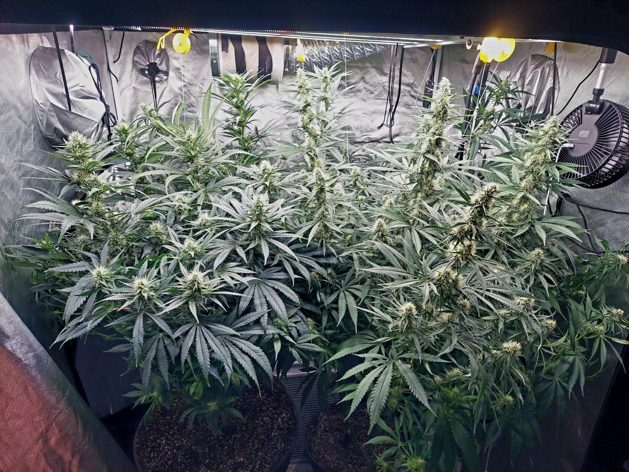 Amnesia-Durban Poison-NYC Diesel-G-13-Grow Journal-Summer Grow 2023