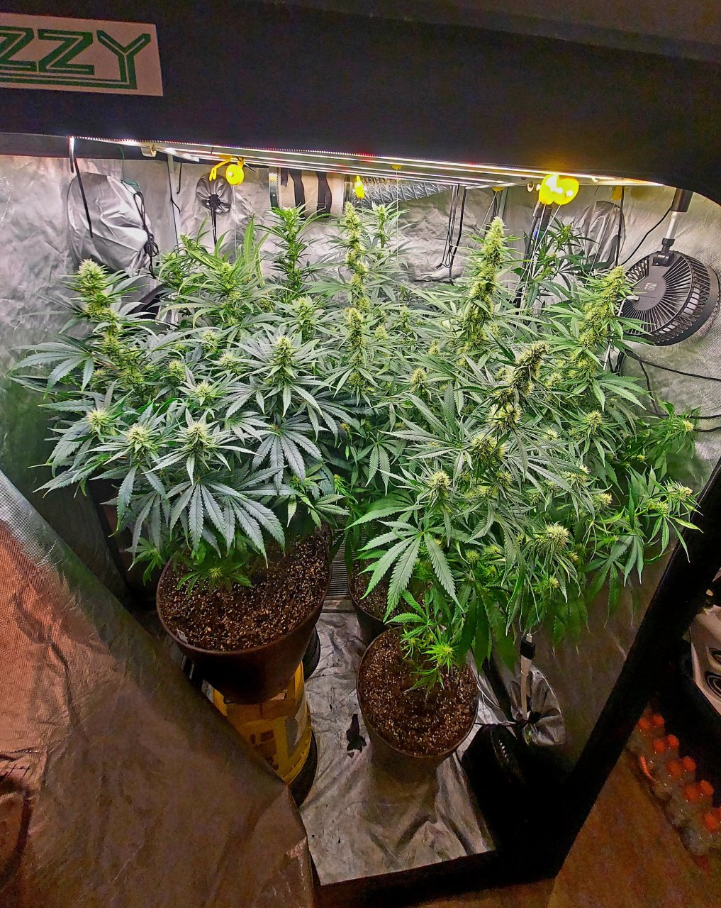 Amnesia-Durban Poison-NYC Diesel-G-13-Grow Journal-Summer Grow 2023