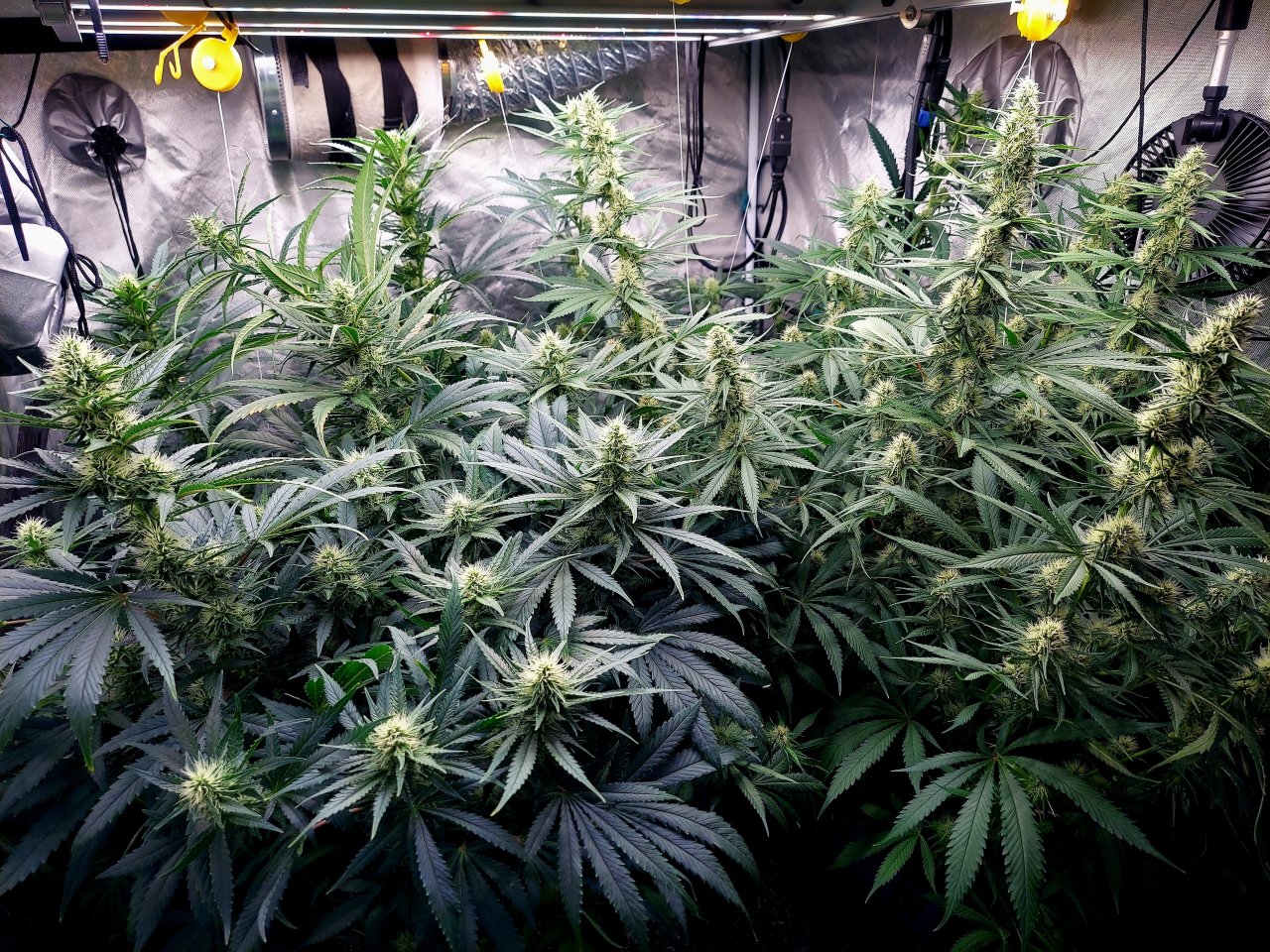 Amnesia-Durban Poison-NYC Diesel-G-13-Grow Journal-Summer Grow 2023