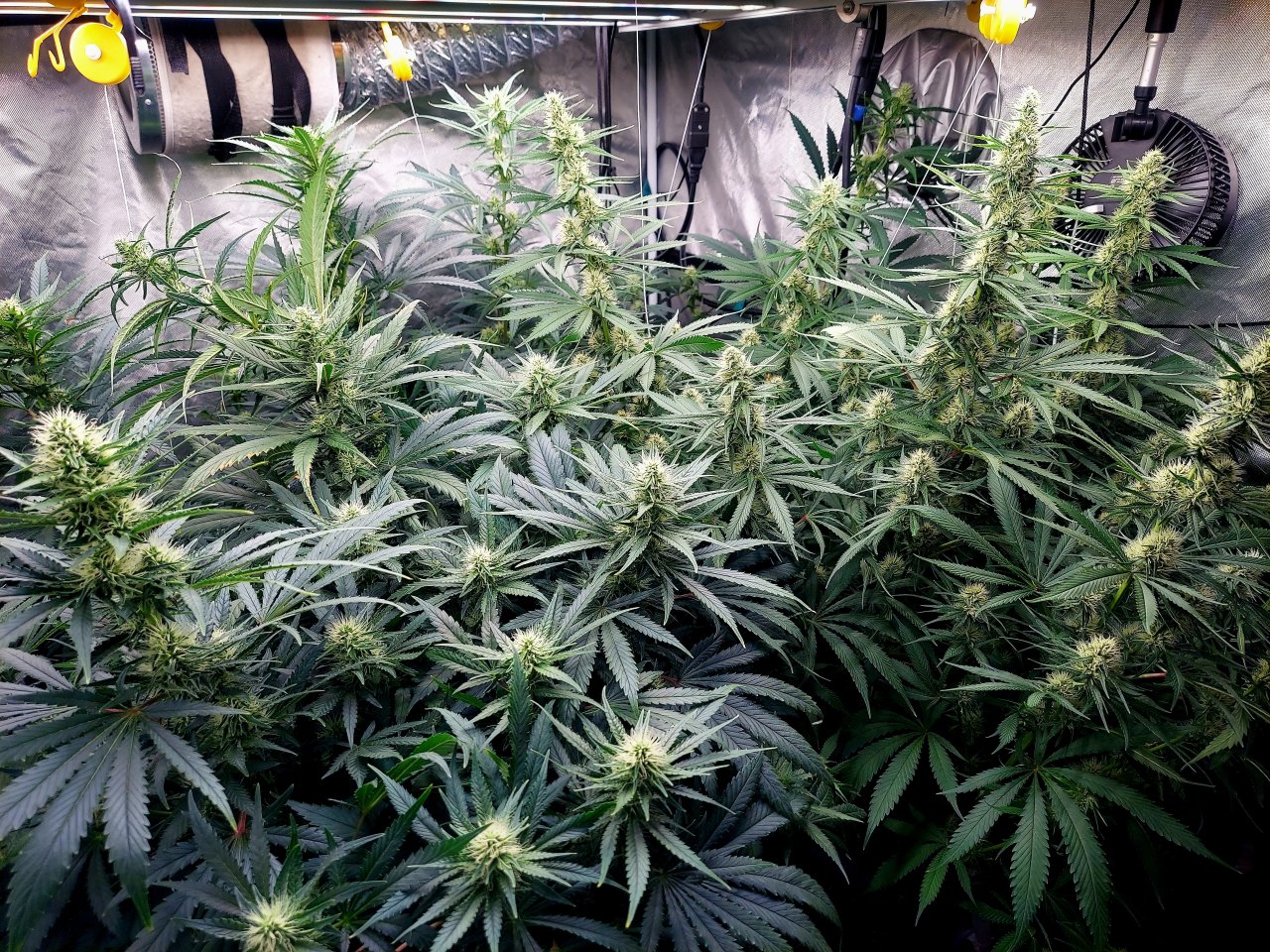 Amnesia-Durban Poison-NYC Diesel-G-13-Grow Journal-Summer Grow 2023