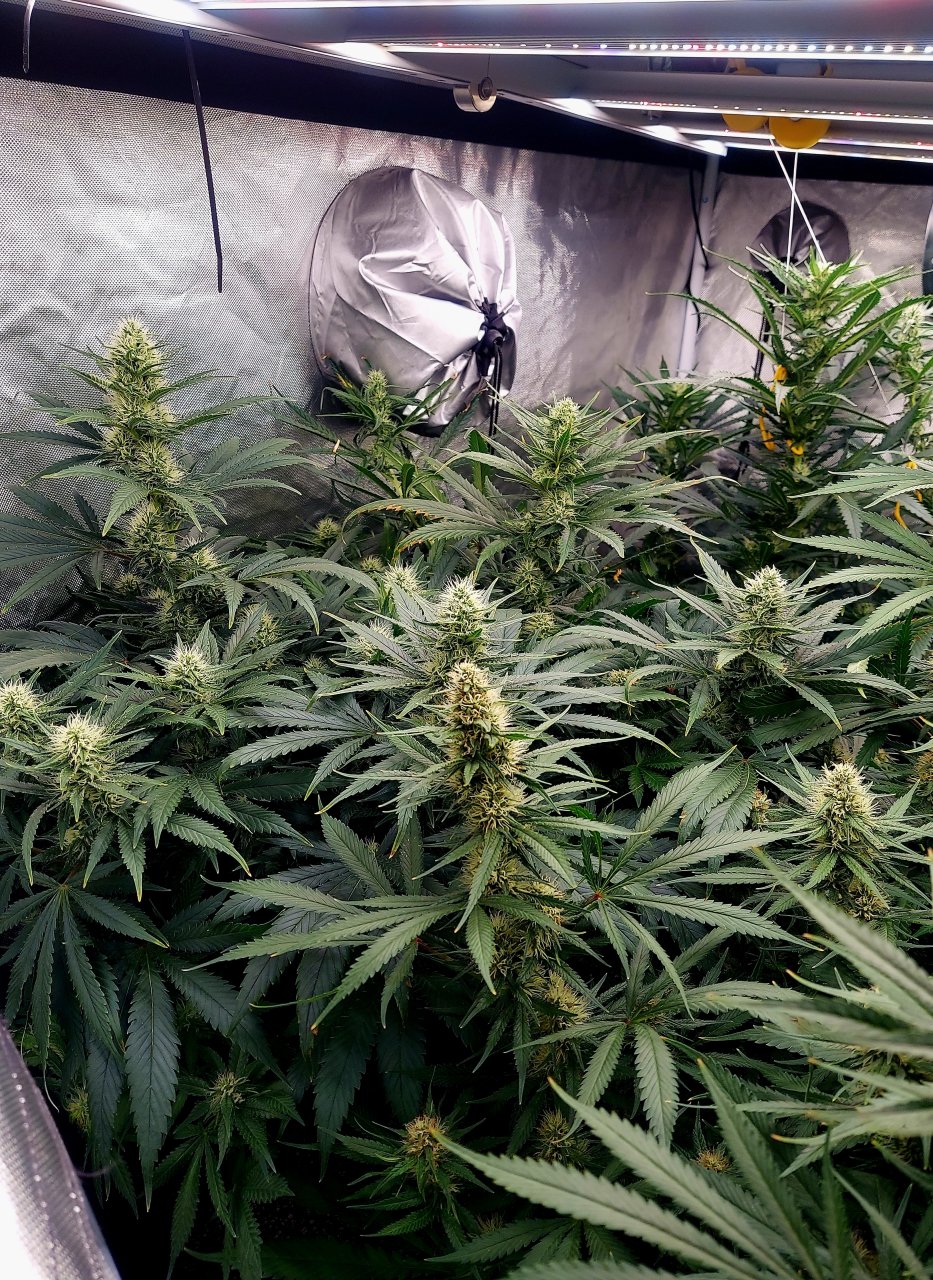 Amnesia-Durban Poison-NYC Diesel-G-13-Grow Journal-Summer Grow 2023