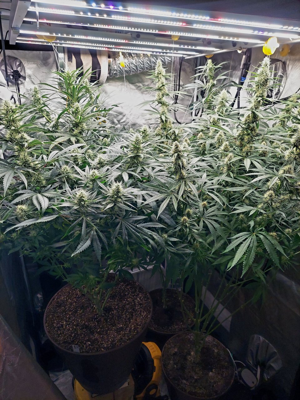 Amnesia-Durban Poison-NYC Diesel-G-13-Grow Journal-Summer Grow 2023