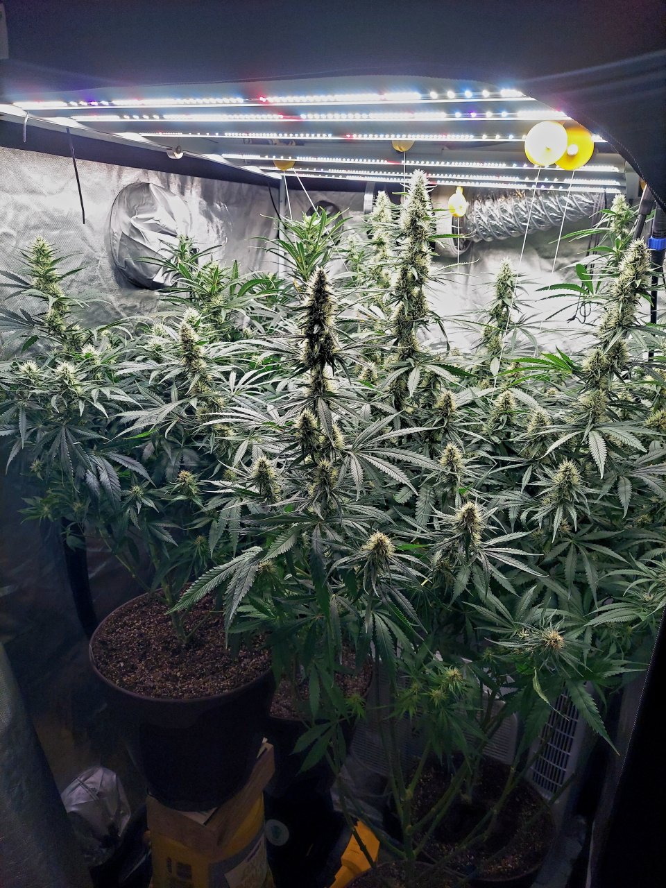 Amnesia-Durban Poison-NYC Diesel-G-13-Grow Journal-Summer Grow 2023