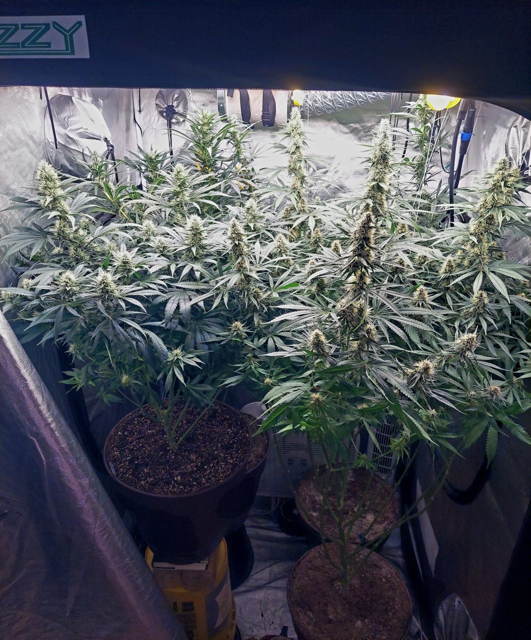 Amnesia-Durban Poison-NYC Diesel-G-13-Grow Journal-Summer Grow 2023