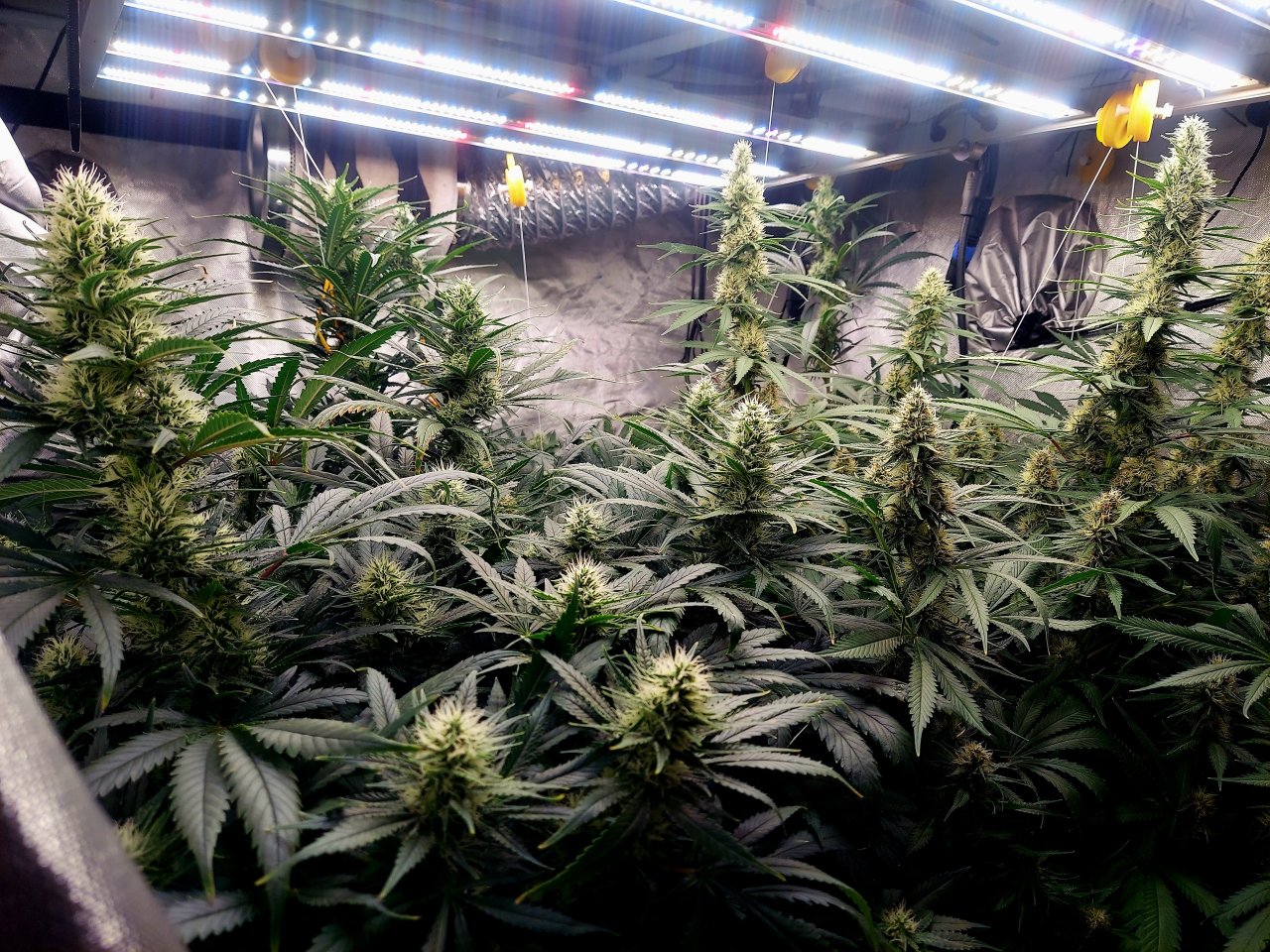 Amnesia-Durban Poison-NYC Diesel-G-13-Grow Journal-Summer Grow 2023