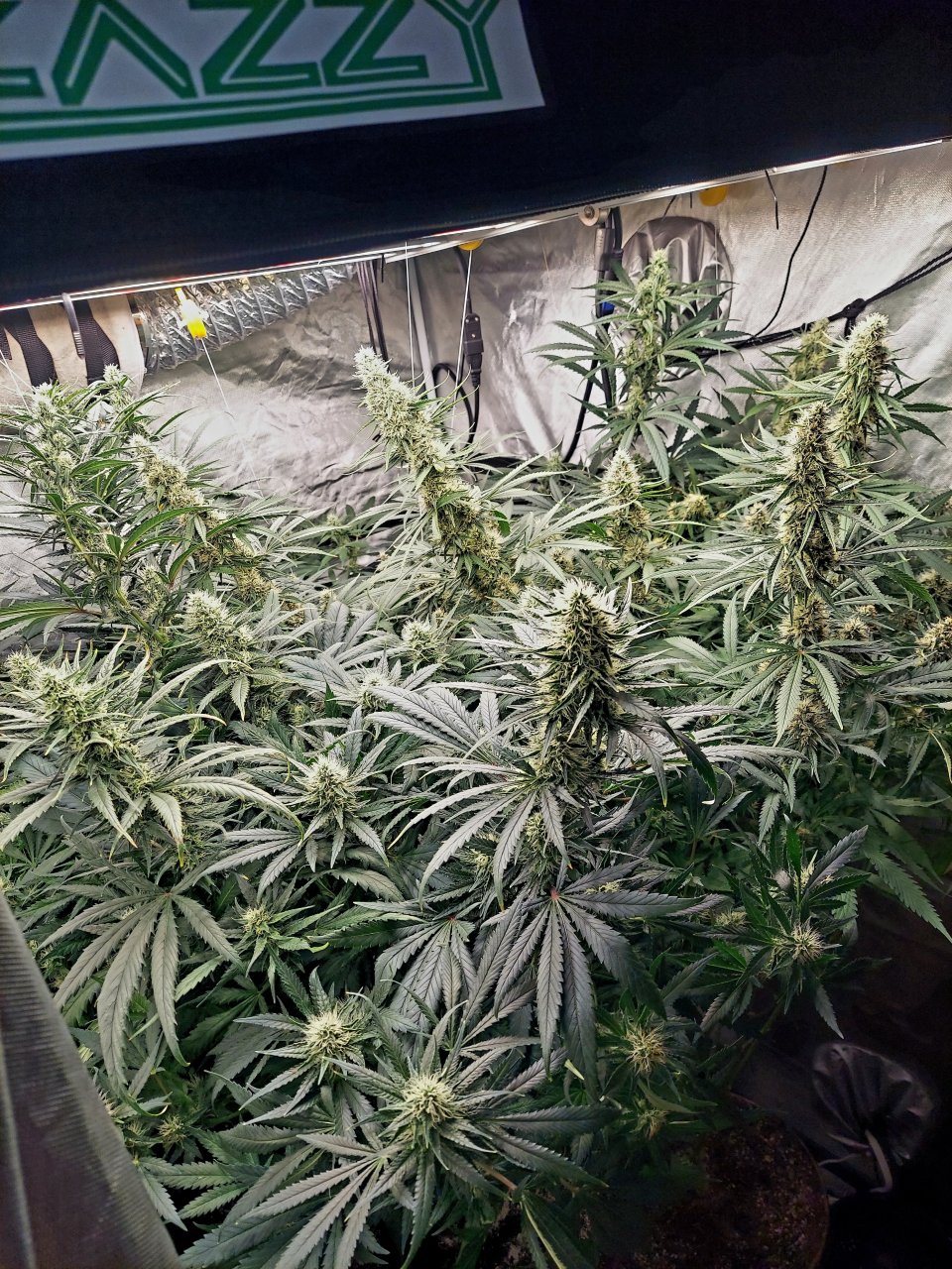 Amnesia-Durban Poison-NYC Diesel-G-13-Grow Journal-Summer Grow 2023