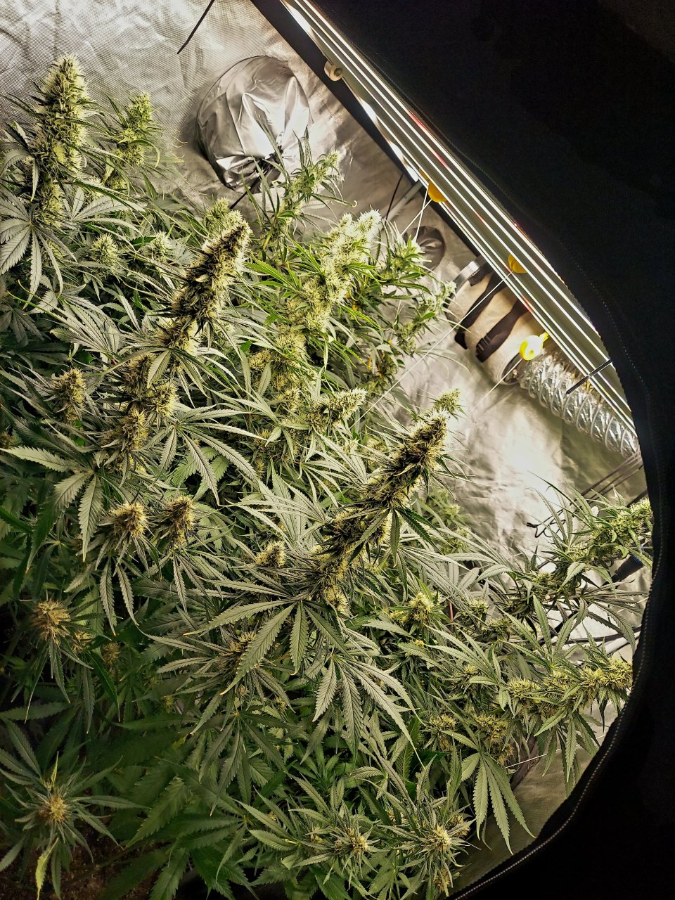 Amnesia-Durban Poison-NYC Diesel-G-13-Grow Journal-Summer Grow 2023