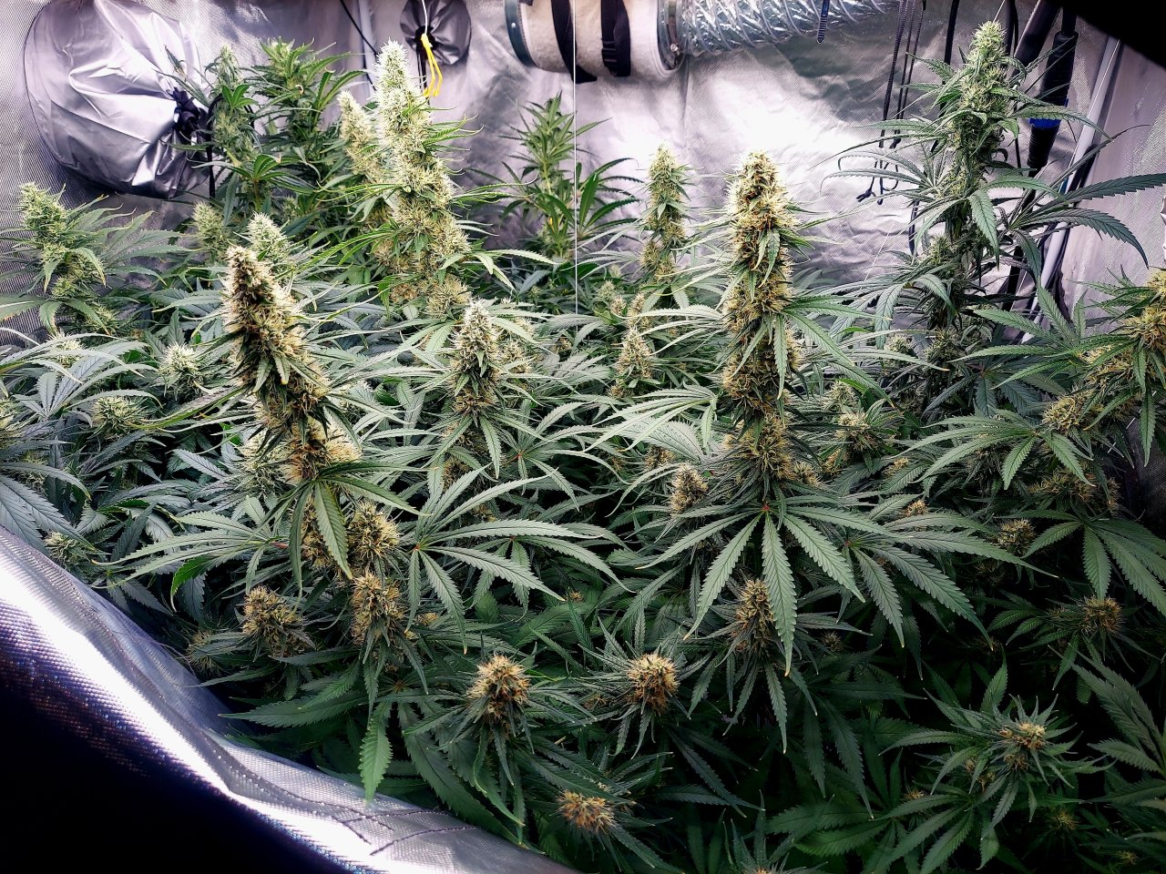 Amnesia-Durban Poison-NYC Diesel-G-13-Grow Journal-Summer Grow 2023