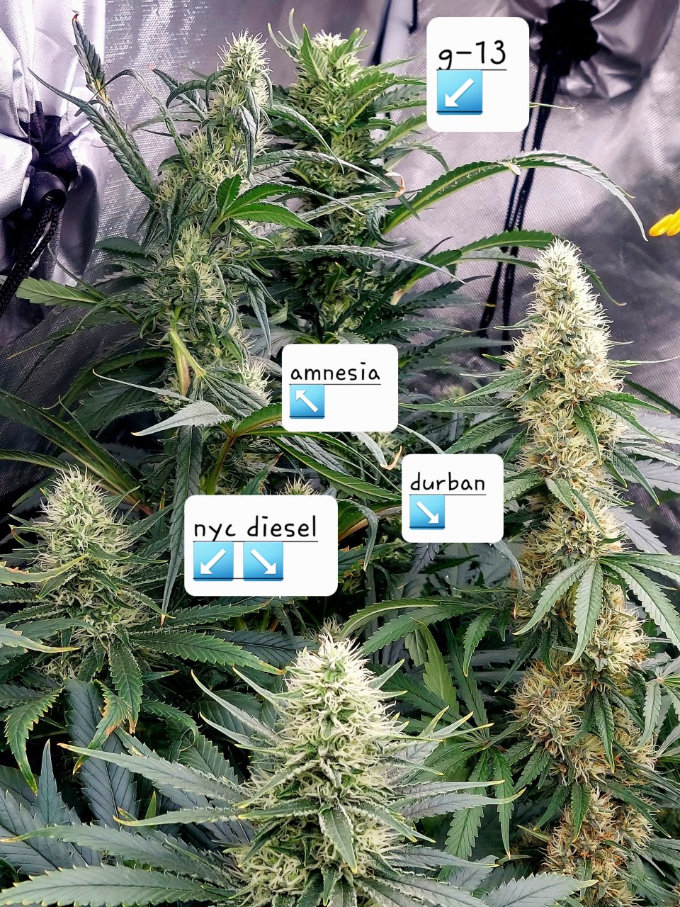 Amnesia-Durban Poison-NYC Diesel-G-13-Grow Journal-Summer Grow 2023