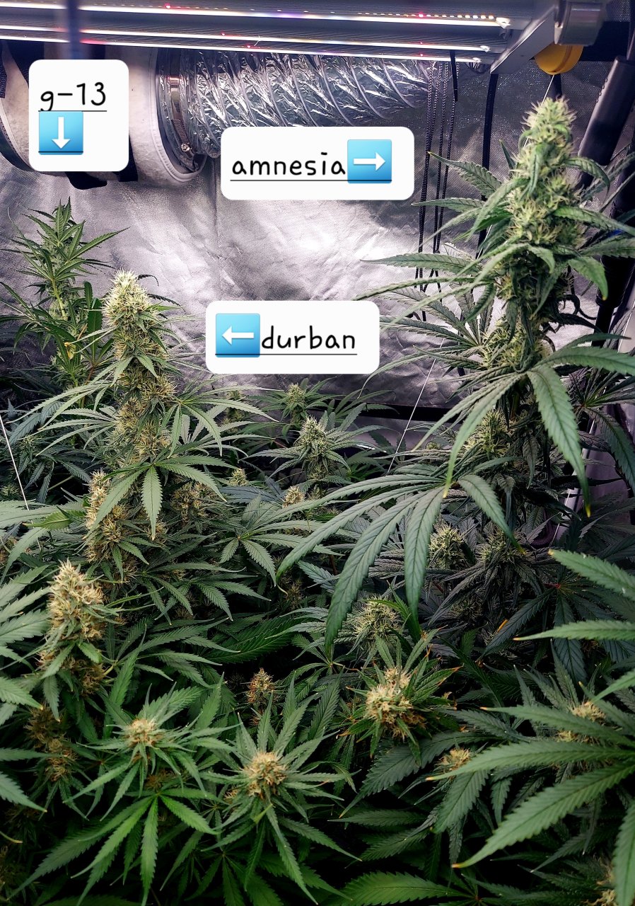 Amnesia-Durban Poison-NYC Diesel-G-13-Grow Journal-Summer Grow 2023