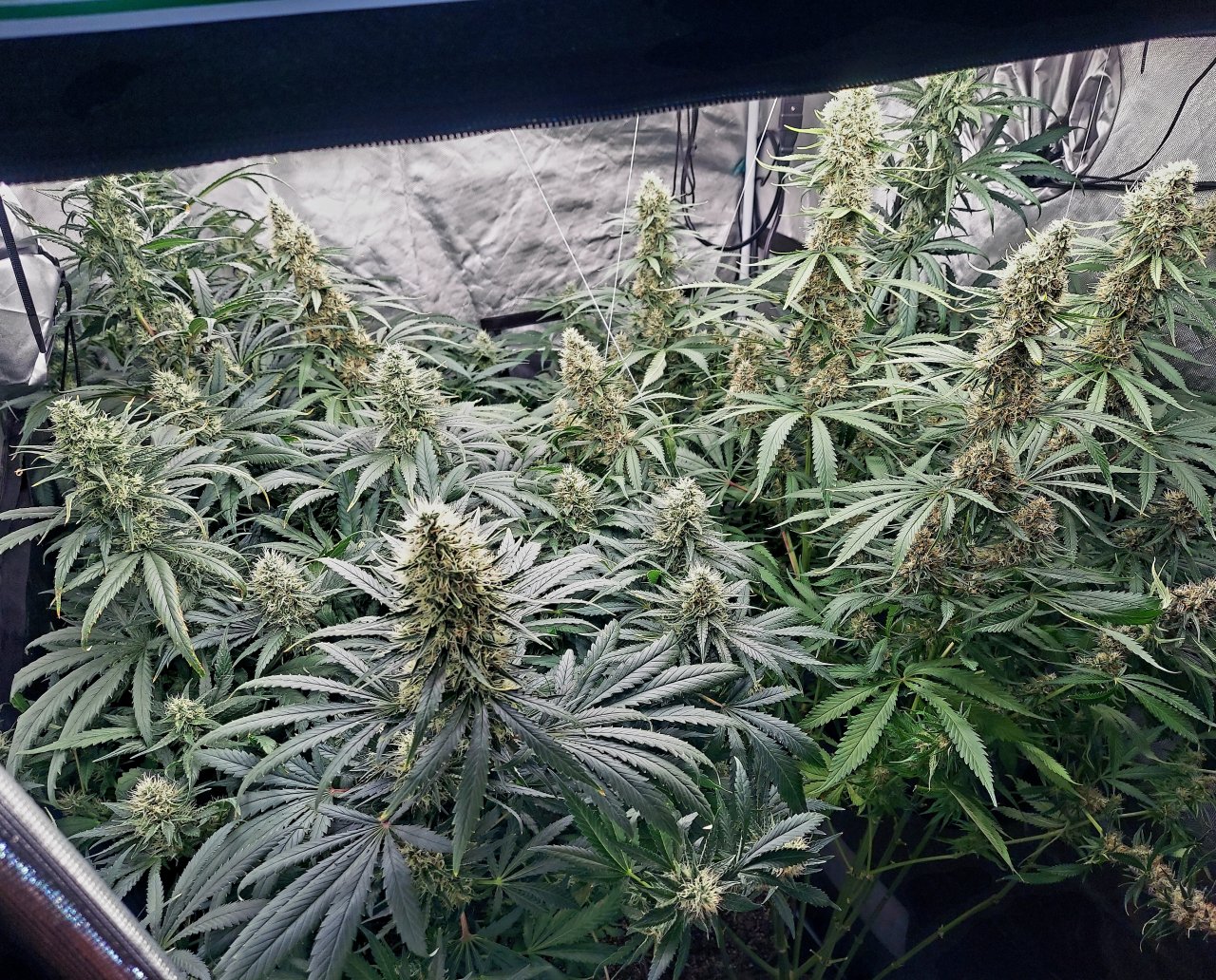 Amnesia-Durban Poison-NYC Diesel-G-13-Grow Journal-Summer Grow 2023