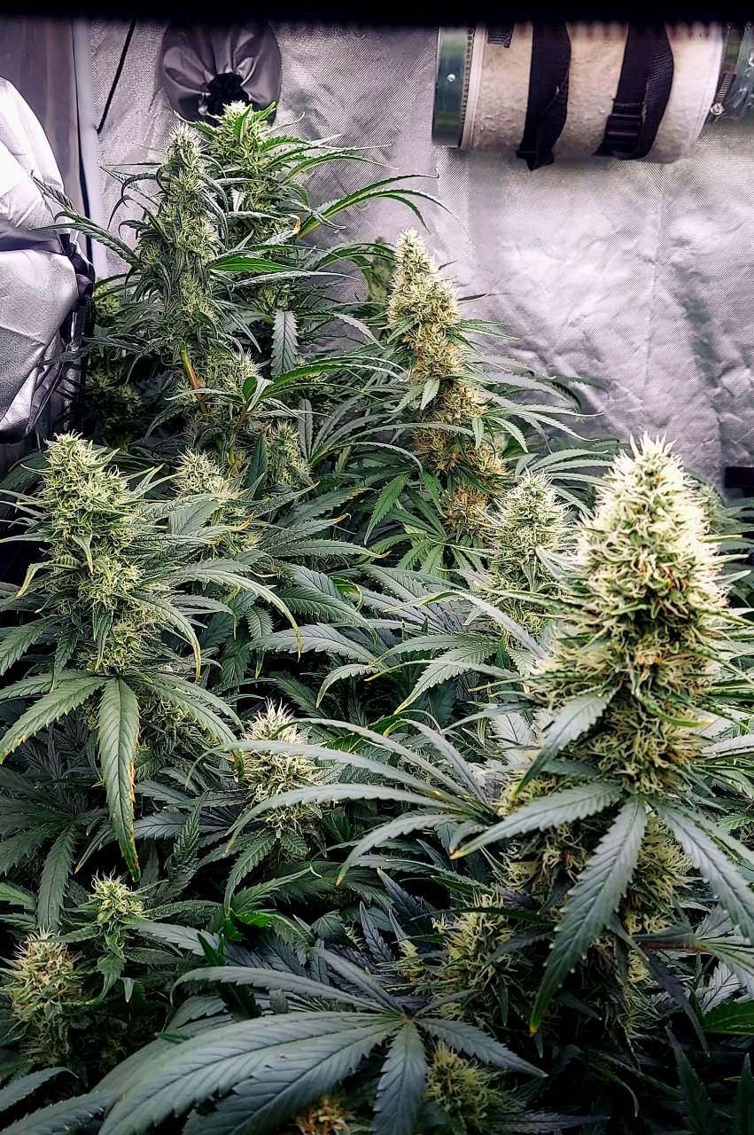 Amnesia-Durban Poison-NYC Diesel-G-13-Grow Journal-Summer Grow 2023