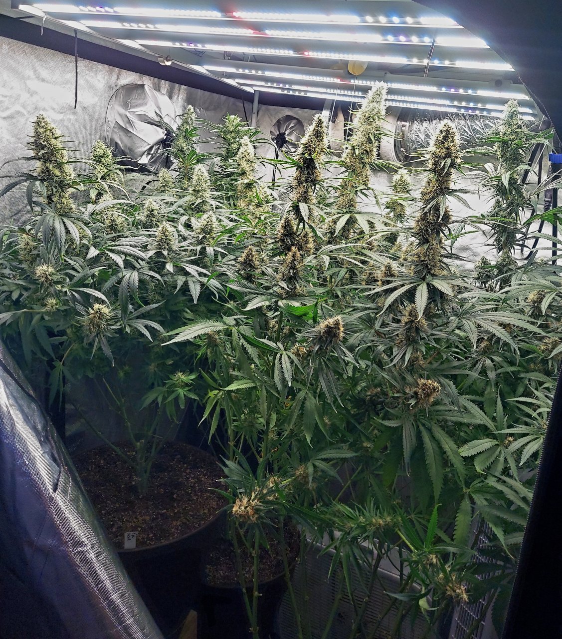 Amnesia-Durban Poison-NYC Diesel-G-13-Grow Journal-Summer Grow 2023