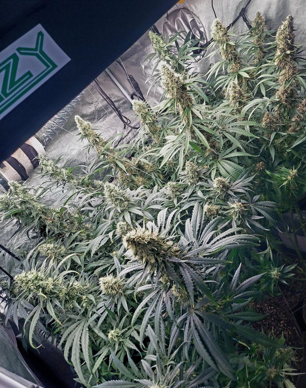 Amnesia-Durban Poison-NYC Diesel-G-13-Grow Journal-Summer Grow 2023