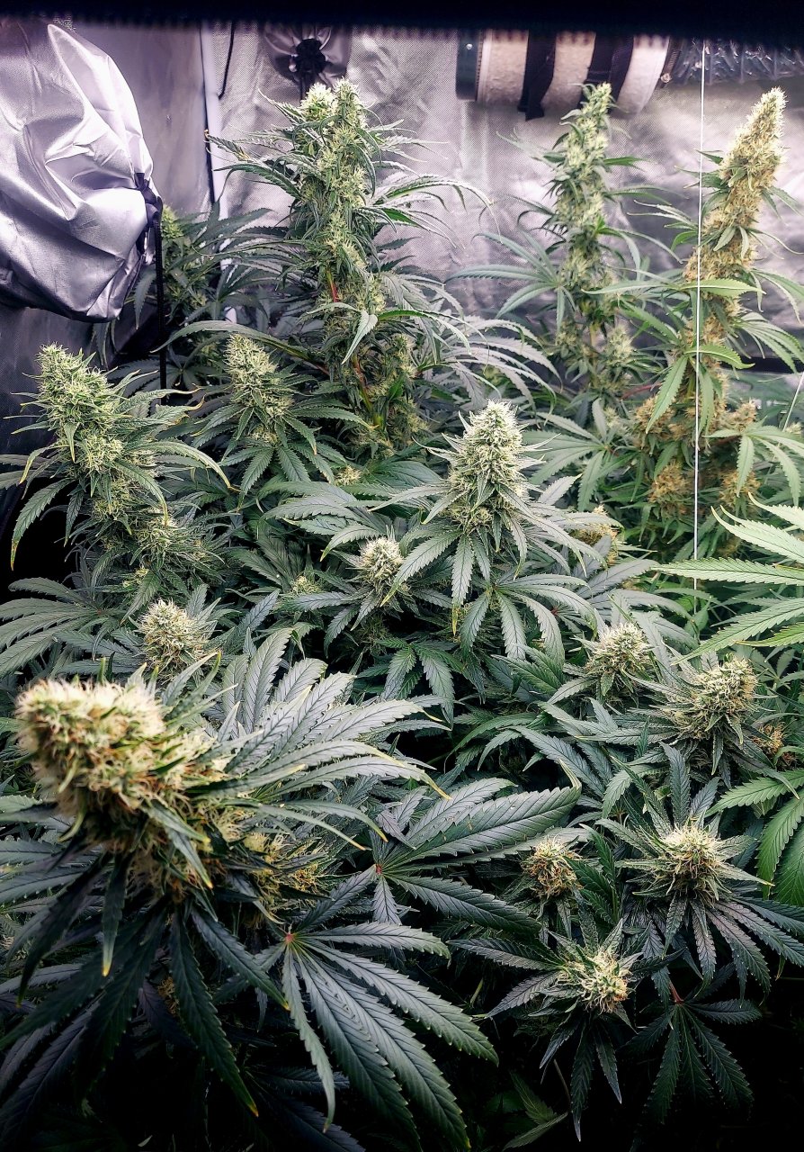 Amnesia-Durban Poison-NYC Diesel-G-13-Grow Journal-Summer Grow 2023