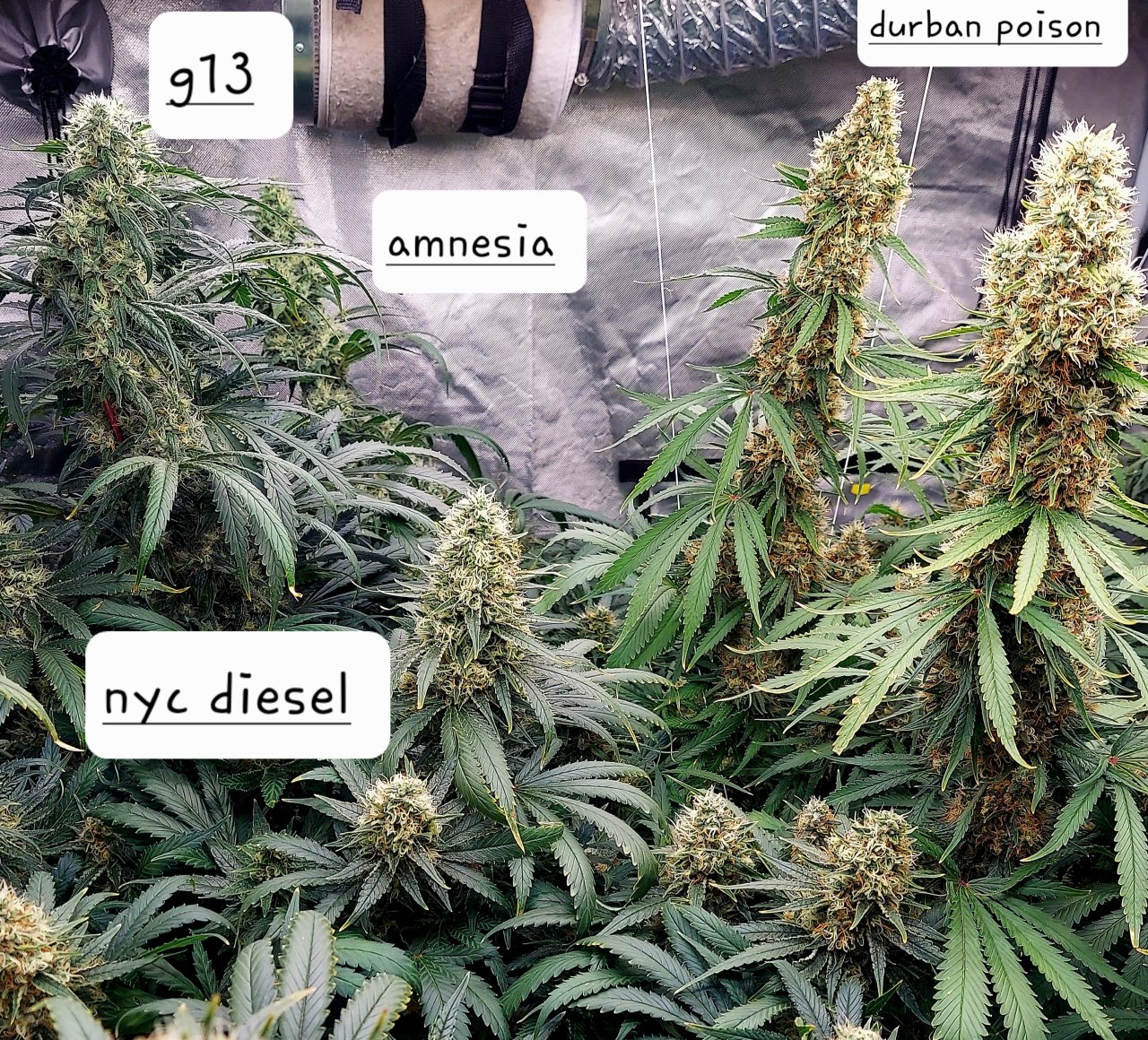 Amnesia-Durban Poison-NYC Diesel-G-13-Grow Journal-Summer Grow 2023