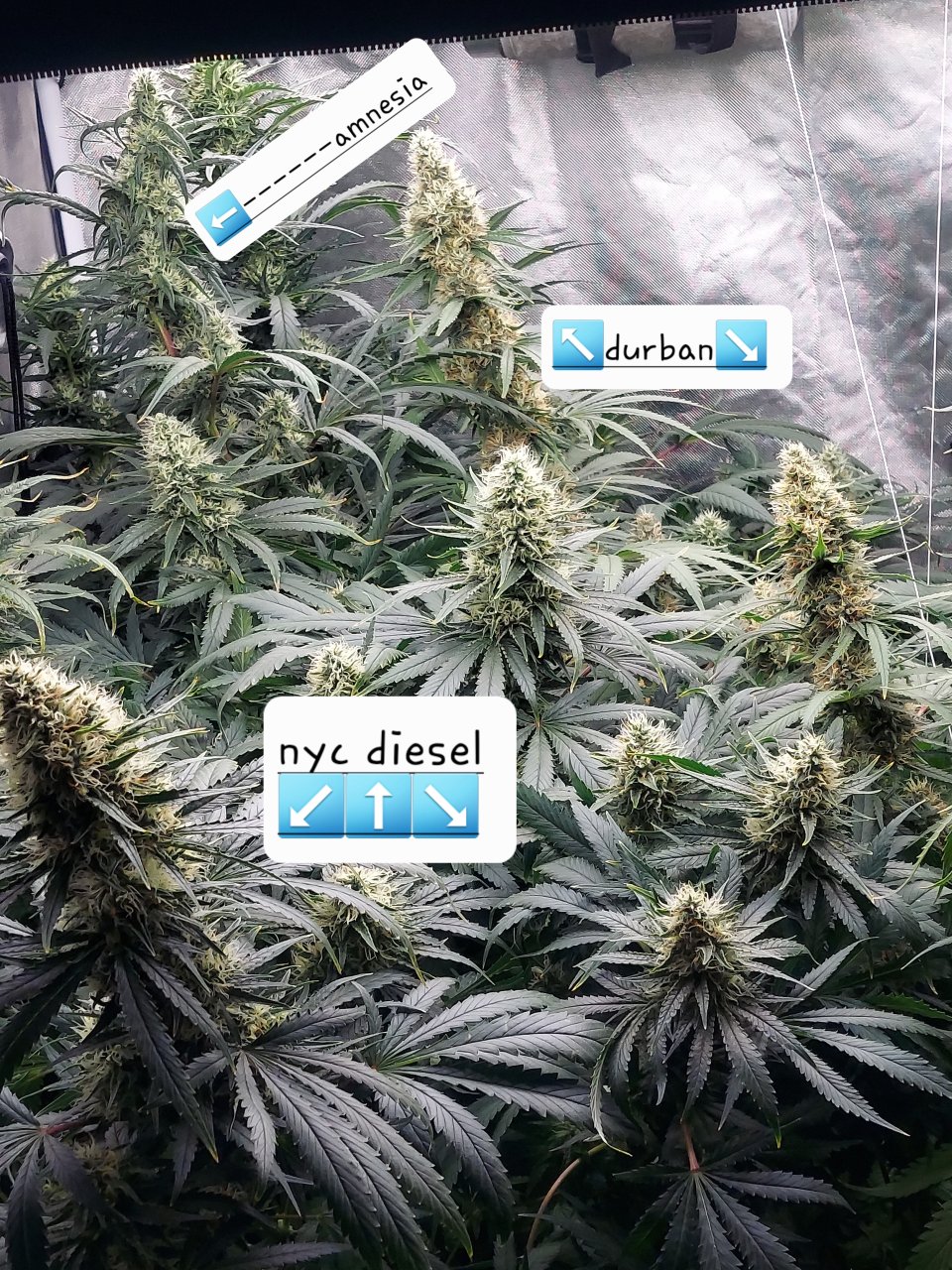 Amnesia-Durban Poison-NYC Diesel-Grow Journal-Summer Grow 2023