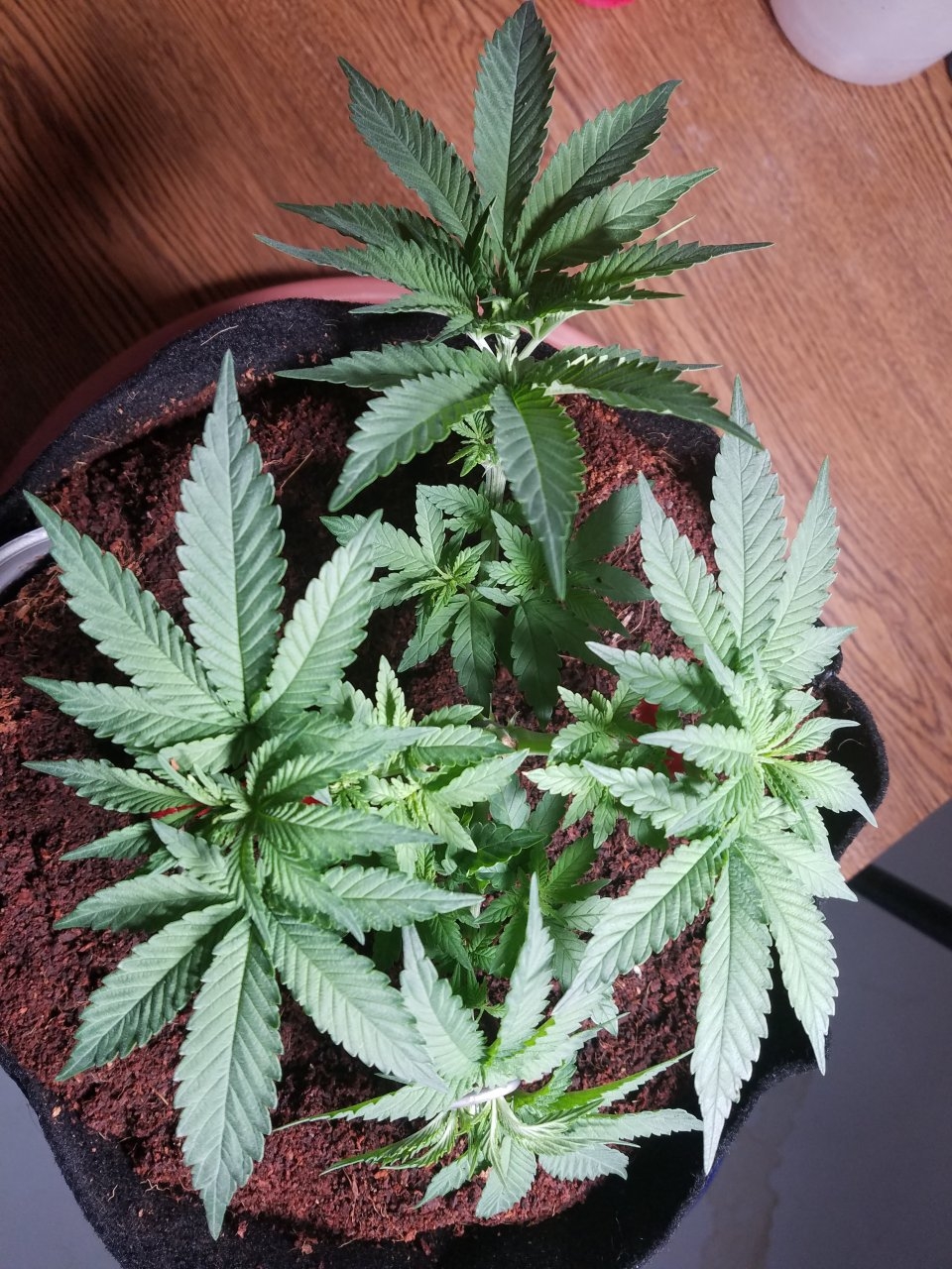 Amnesia Haze 10-06-2018.jpg