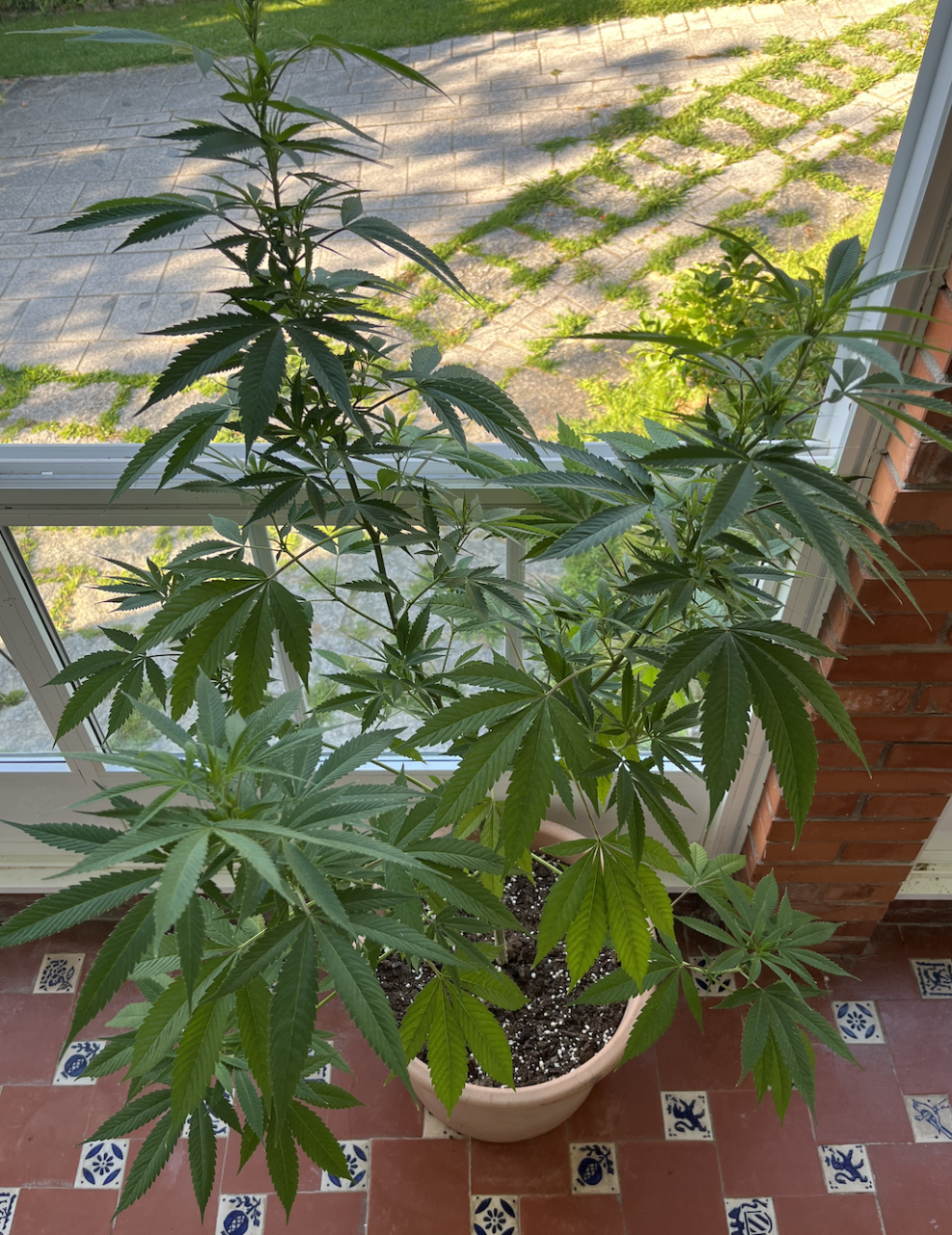 Amnesia Haze 14 weeks