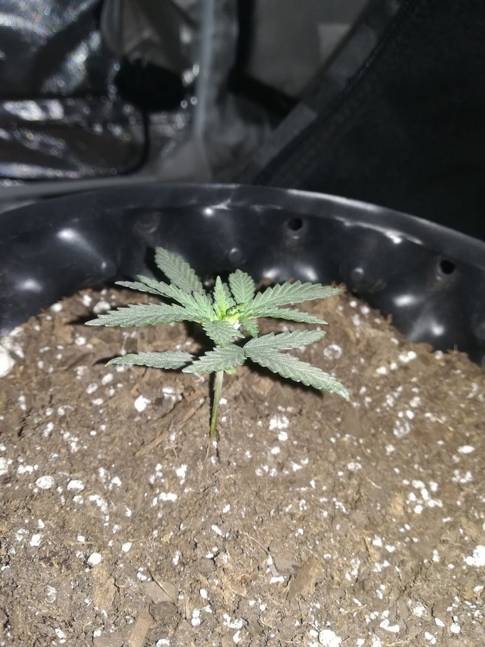 Amnesia Haze 19 days old #2.jpg