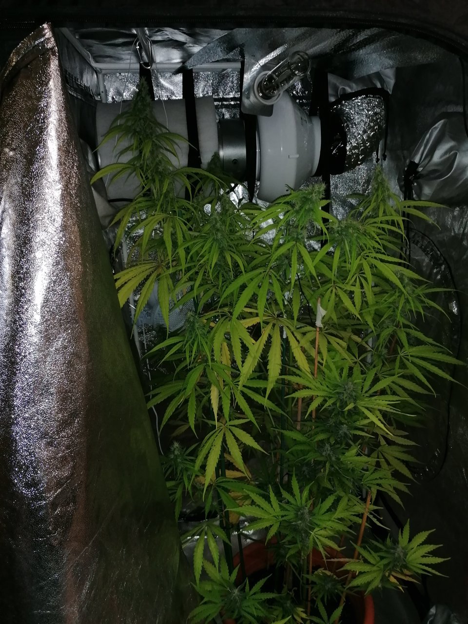 Amnesia haze 2 months and 20 days C.jpg