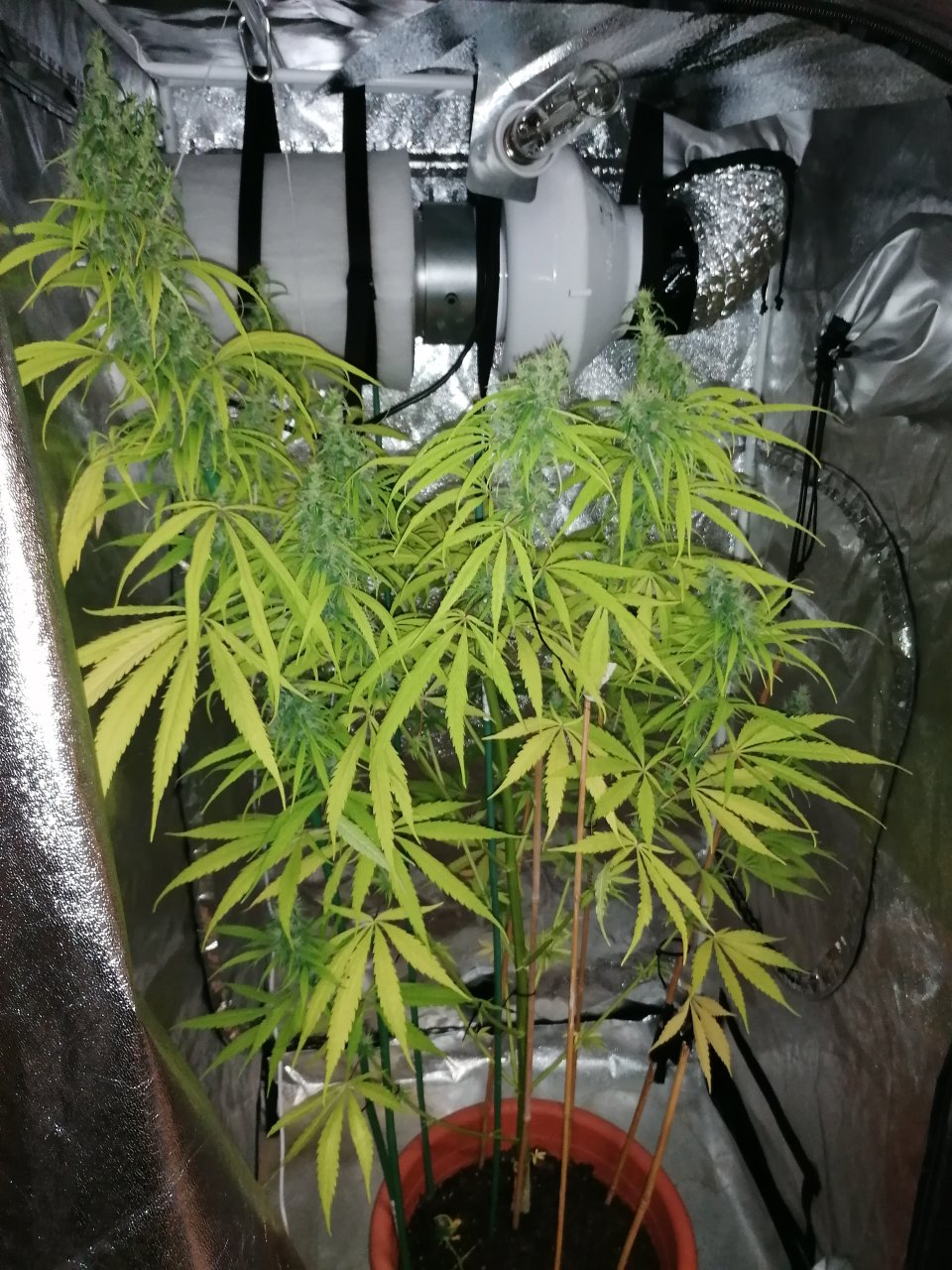 Amnesia haze 2 months and 28 days A.jpg