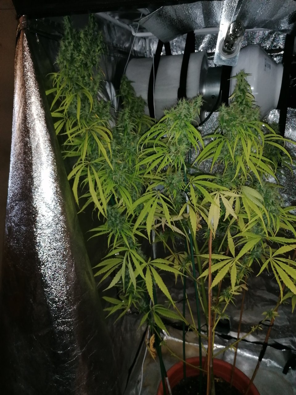 Amnesia haze 3 months and 13 days A.jpg