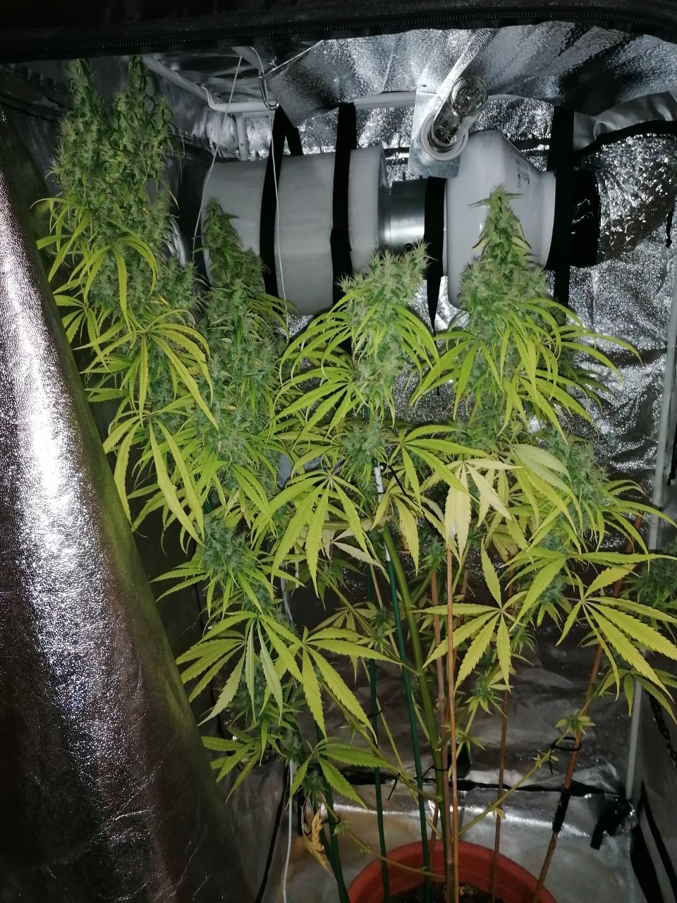 Amnesia haze 3 months and 13 days B.jpg