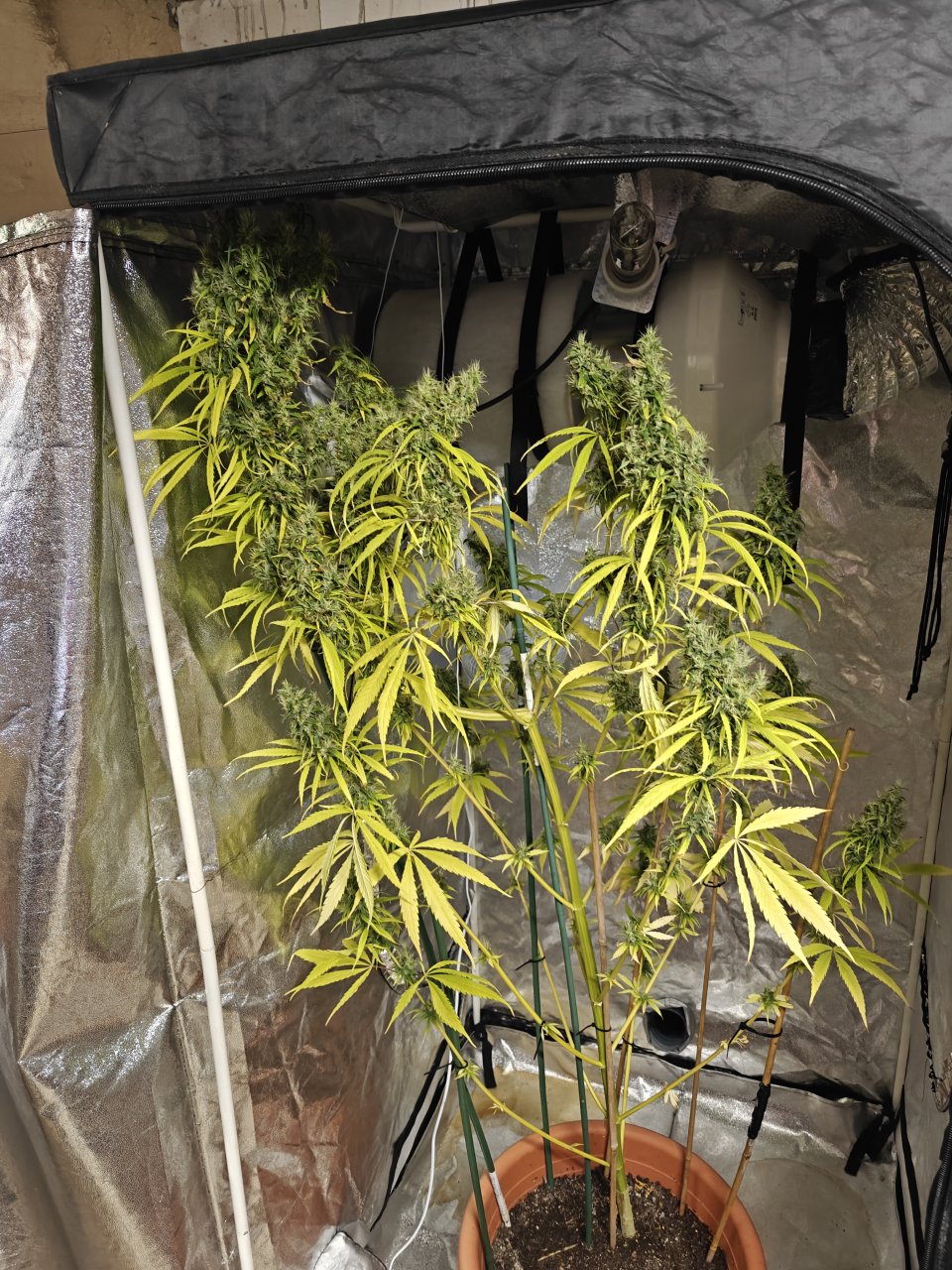 Amnesia haze 3 months and 21 days B.jpg