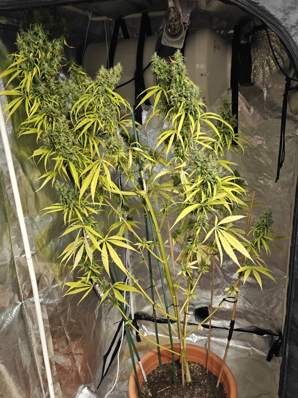 Amnesia haze 3 months and 21 days C.jpg