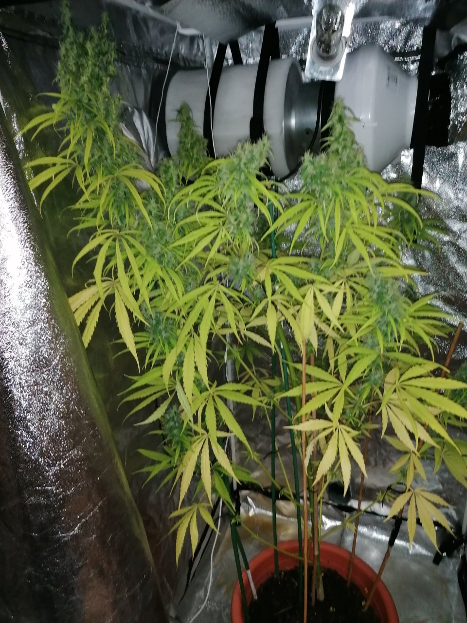 Amnesia haze 3 months and 4 days A.jpg