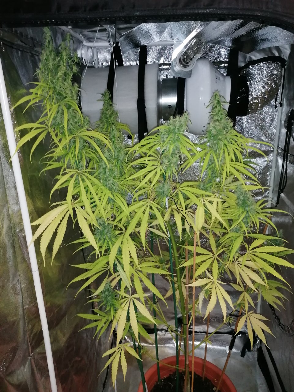 Amnesia haze 3 months and 4 days B.jpg