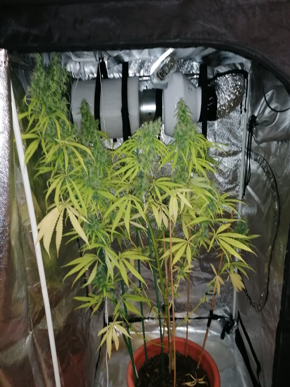 Amnesia haze 3 months and 9 days A.jpg