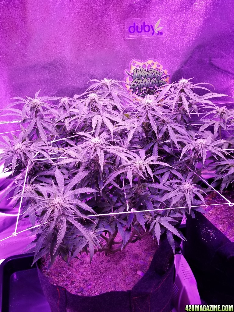 Amnesia Haze Autoflower - NIRVANA SEEDBANK - Week 1 Flower