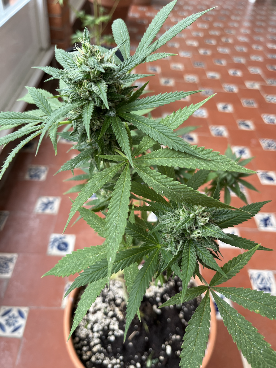 Amnesia Haze Bonsai