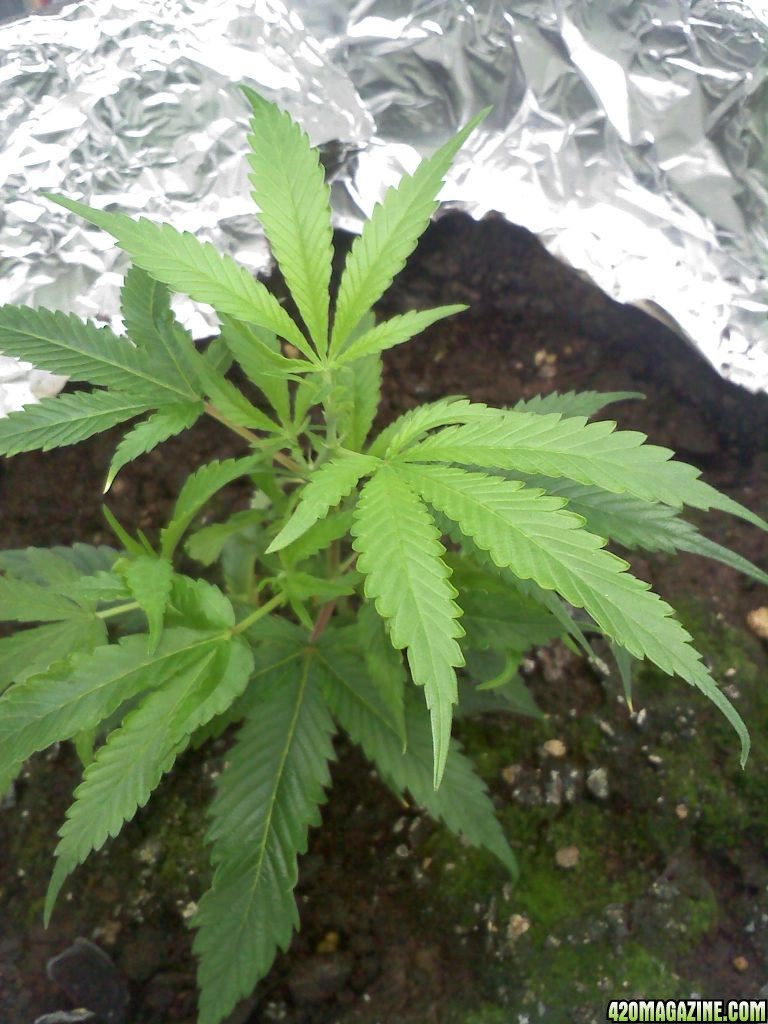 Amnesia Haze (Clone) 1/10/10 #2