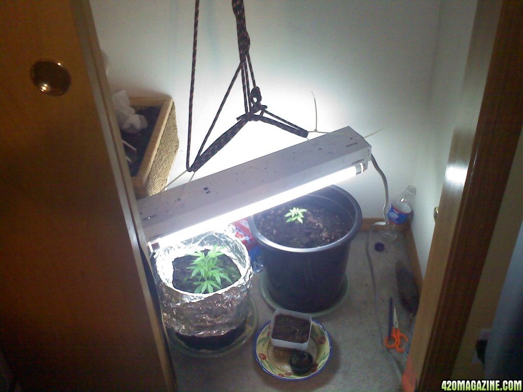 Amnesia Haze (Clone) 1/10/10 Full Closet Pic #4