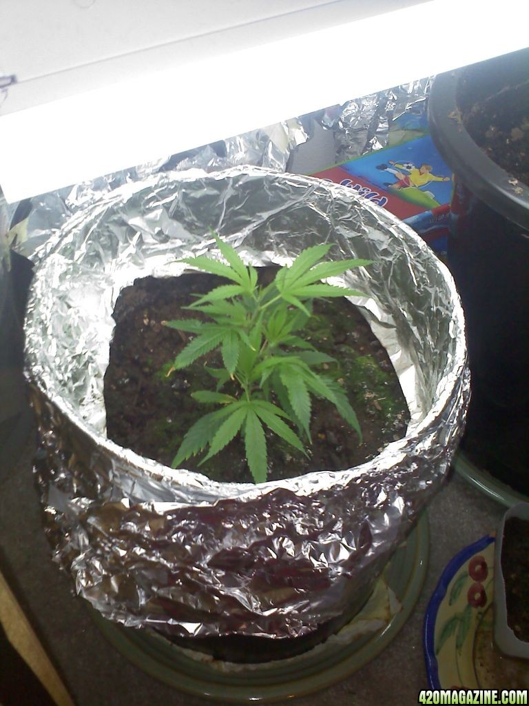 Amnesia Haze (Clone) 1/10/10