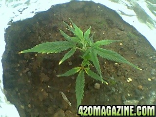 Amnesia Haze (Clone) 12/19/09