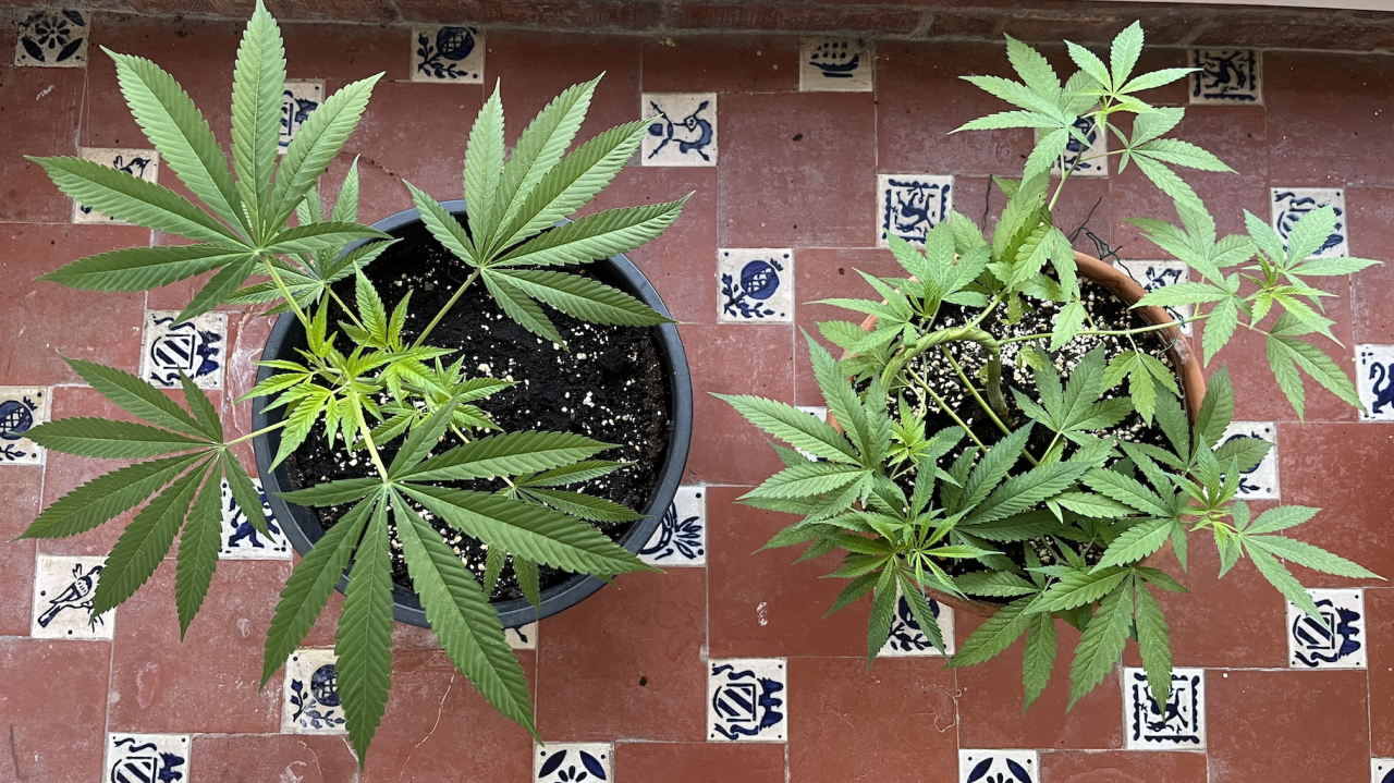 Amnesia Haze Clone & Amnesia Haze Bonsai