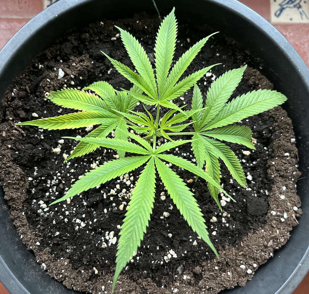 Amnesia Haze clone