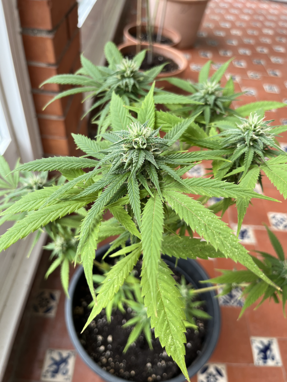 Amnesia Haze Clone