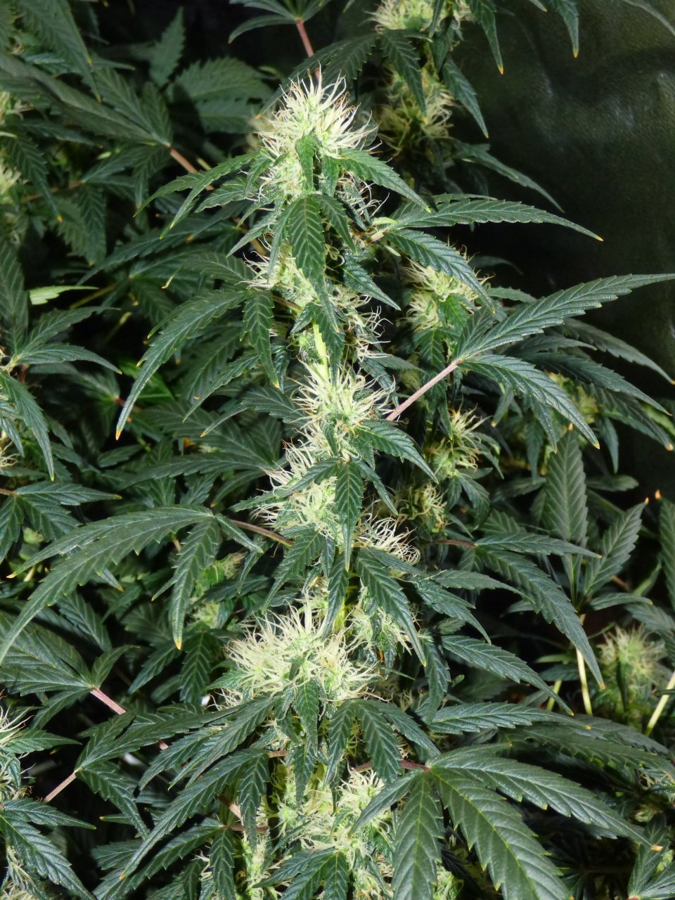 Amnesia Haze - Day 71.JPG