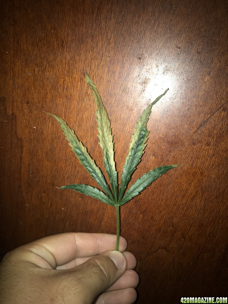 Amnesia Haze leaf problem