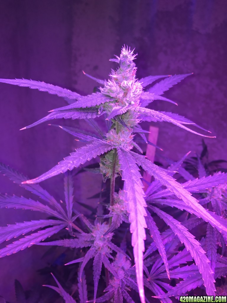 Amnesia Haze leaf problem