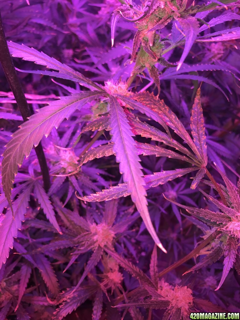 Amnesia Haze leaf problem