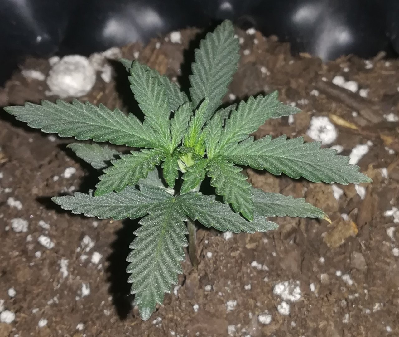 Amnesia Haze Plant 29 days Week 5 Veg.jpg